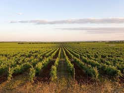 Vinhedos da bodega Herdade do Esporão
